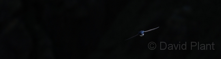 House martin - A.JPG - House martin - Shetland Islands